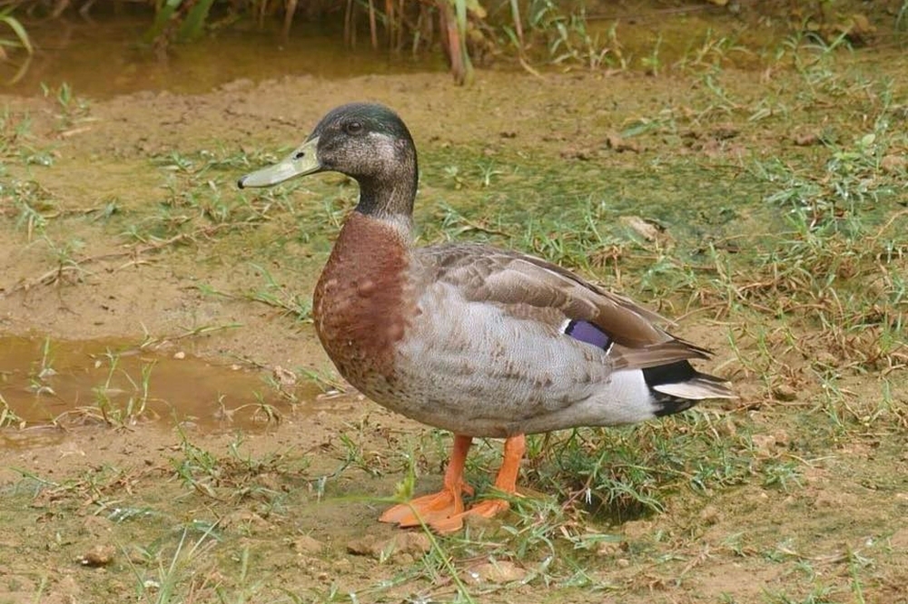 This handout photo taken in 2018 and released courtesy of Rae Finlay, the chief executive of the Niue Chamber of Commerce, shows Trevor the duck on the Pacific island of Niue. — AFP