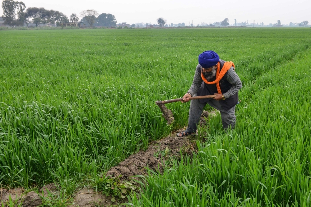 An Indian farmer works at his wheat field in a village on the outskirts of Amritsar on Friday. — AFP