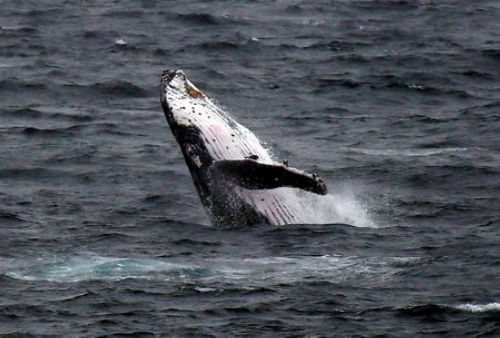 File photo of a humpback whale near Sydney.