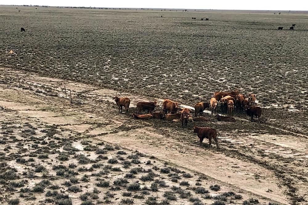 This picture shows cattle in a flooded area near Julia Creek township in Queensland state.  — AF 