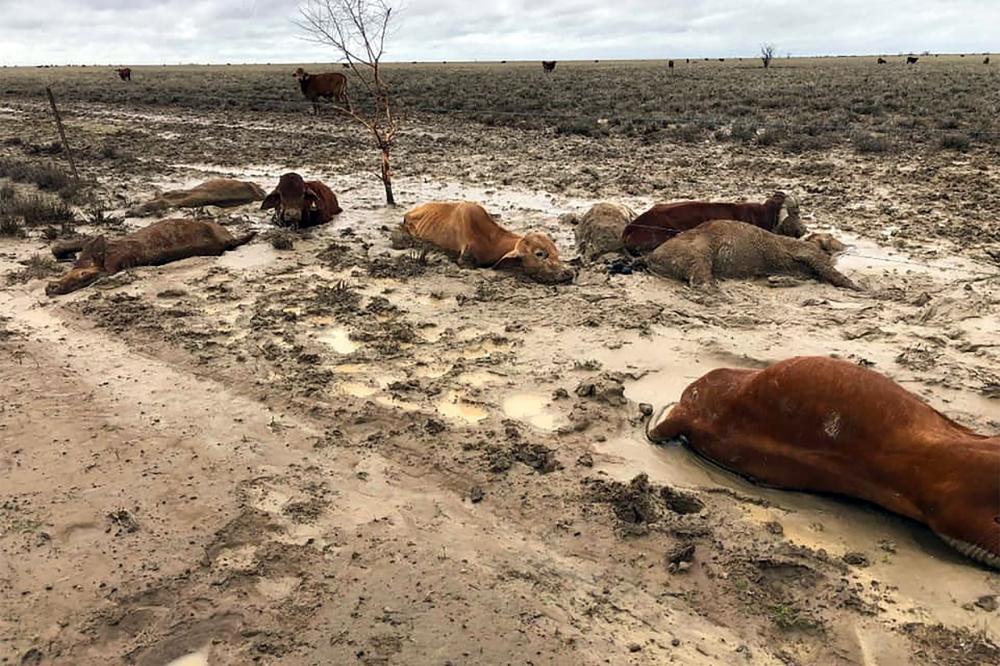 This picture shows cattle in a flooded area near Julia Creek township in Queensland state.  — AF 