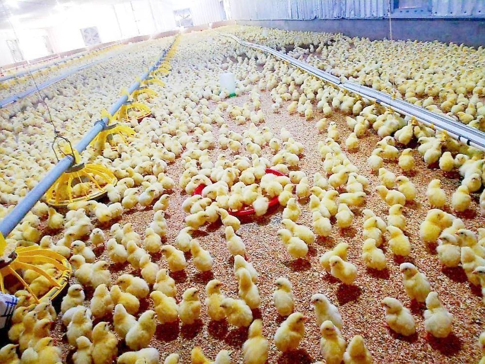 Poultry farms warned