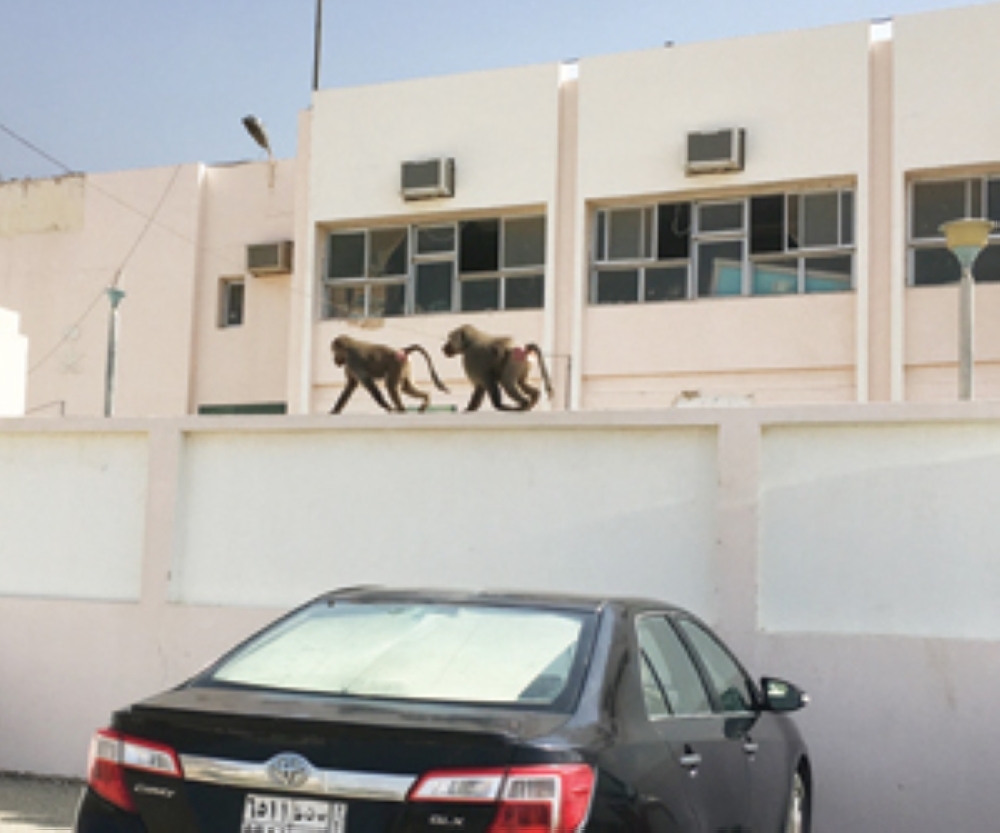 


School students in Al-Majaridah no longer feel safe because of the baboons. — Courtesy Al-Watan