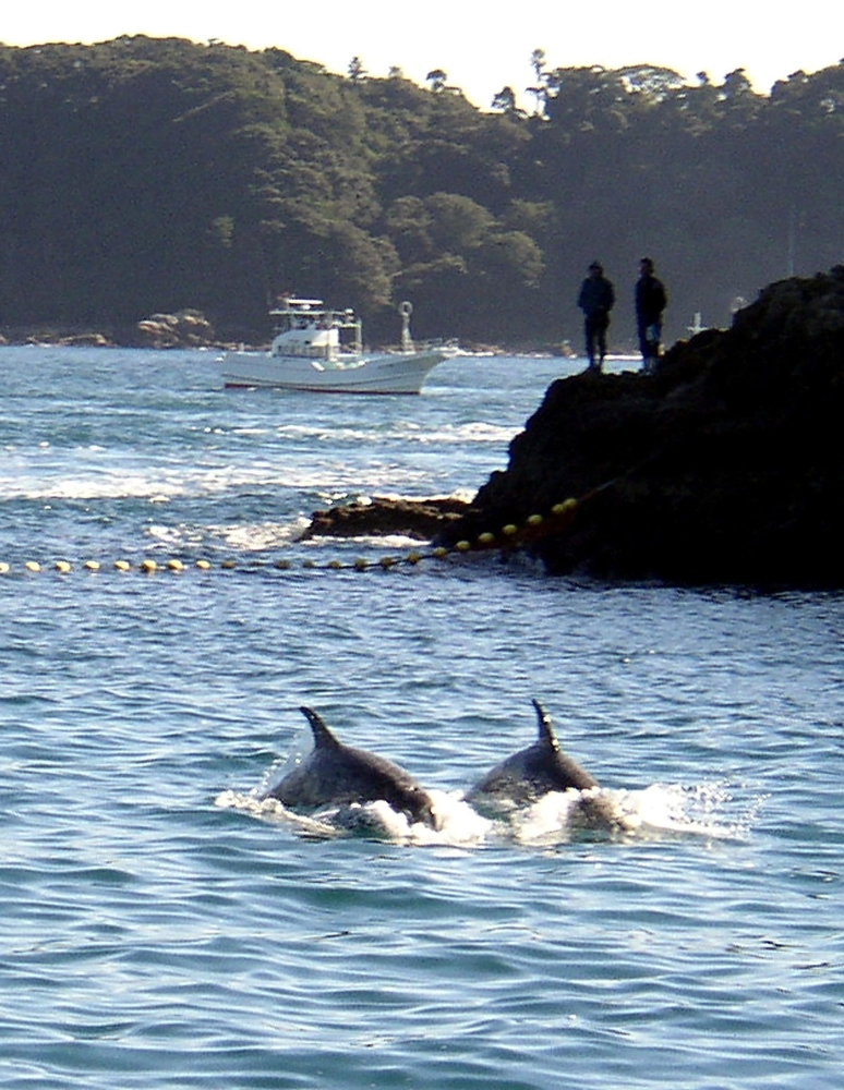 Two Risso’s dolphins are being herded by fishing boats near the village of Taiji, Wakayama prefecture, Japan, in this Nov. 23, 2003 file picture. — AFP