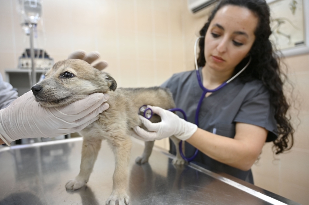 


A veterinarian checks a puppy at Sultangazi Health Center at Sultangazi, western Istanbul. 