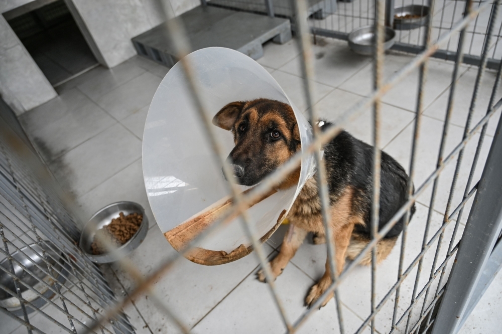 


A veterinarian checks a puppy at Sultangazi Health Center at Sultangazi, western Istanbul. 