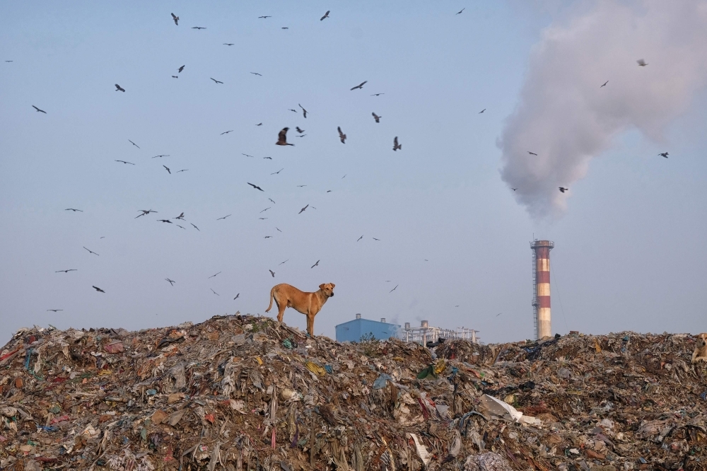 A dog stands at the top of a mountain of garbage as birds fly overhead at the Ghazipur landfill site in New Delhi on Tuesday. — AFP