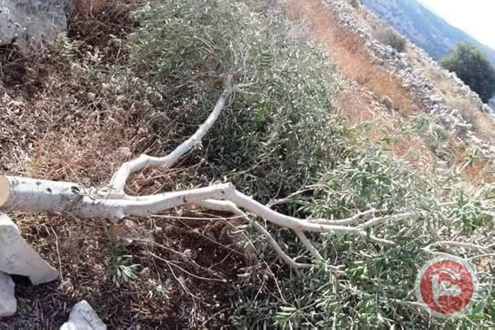 


About 33 olive trees were uprooted by Israeli forces in the occupied West Bank. The trees belonged to Palestinian resident, Castro Mahmoud Qadrous. — Courtesy photo