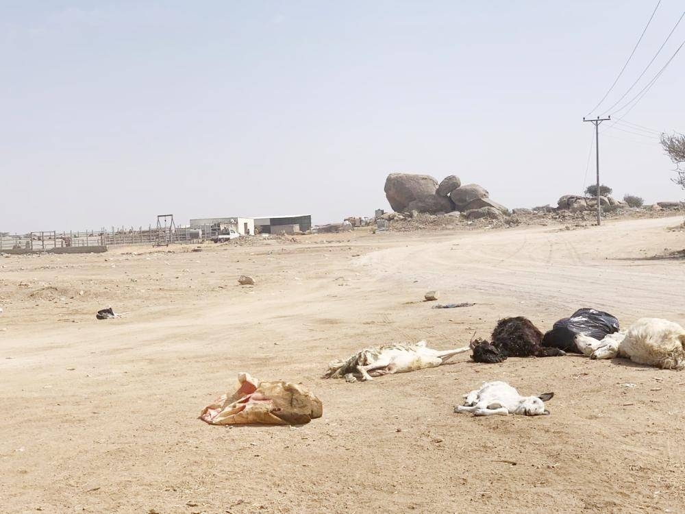 


Carcasses of dead animals are seen scattered in Taif”s new livestock market in Al-Sayel Al-Sagheer.