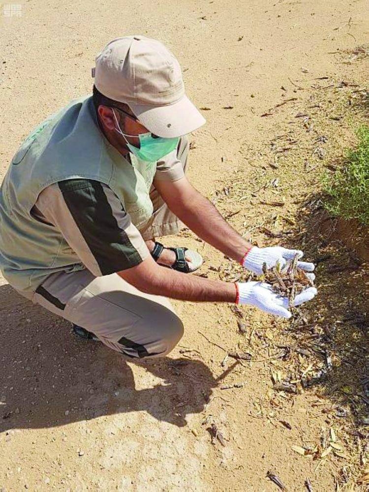 In Madinah, combating of locusts is going on day and night so as to enable visitors perform their rituals in peace. — Courtesy photos
