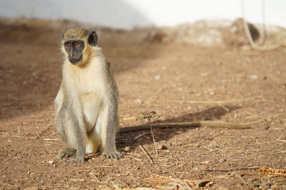 This handout picture taken in 2018 and released on Monday by the German Primate Research Center shows a West African green monkey (Chlorocebus sabaeus) in Simenti, Senegal. Green and vervet monkeys live on either side of Africa and their evolutionary paths diverged 3.5 million years ago, and yet the two species share a hard-wired vocabulary when faced with danger, clever experiments have shown. — AFP