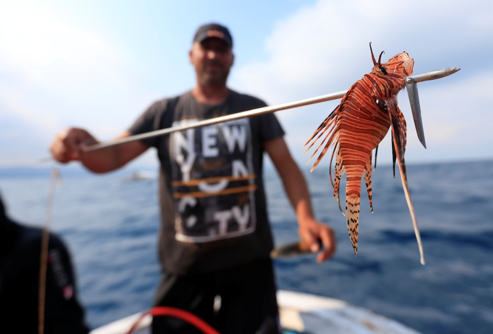 A fisherman holds a caught lionfish, a predatory venomous fish native to the nearby Red Sea and the Indo-Pacific, on a spear, in Sarafand, Lebanon, in this June 20, 2019 file photo. — Reuters