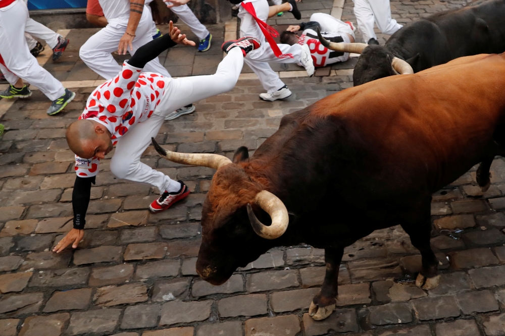 A runner falls near bulls and steers during the running of the bulls at the San Fermin festival in Pamplona, Spain, on Saturday. -Reuters