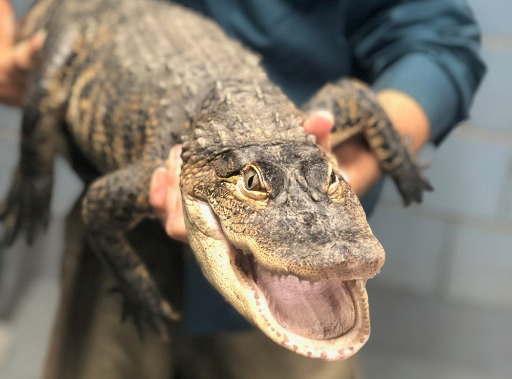 An American alligator measuring over five feet long, captured in a Chicago lagoon after eluding officials for nearly a week, is shown in Chicago, Illinois, US, on Tuesday. — Reuters