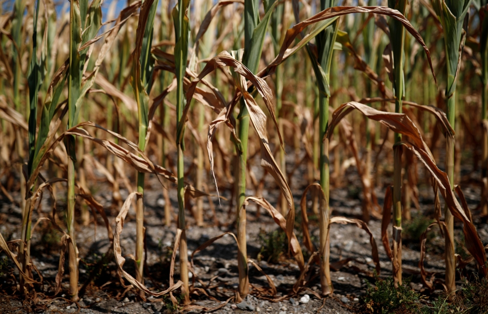 A corn field affected by drought is pictured in Montbert near Nantes, France, on Tuesday. — Reuters