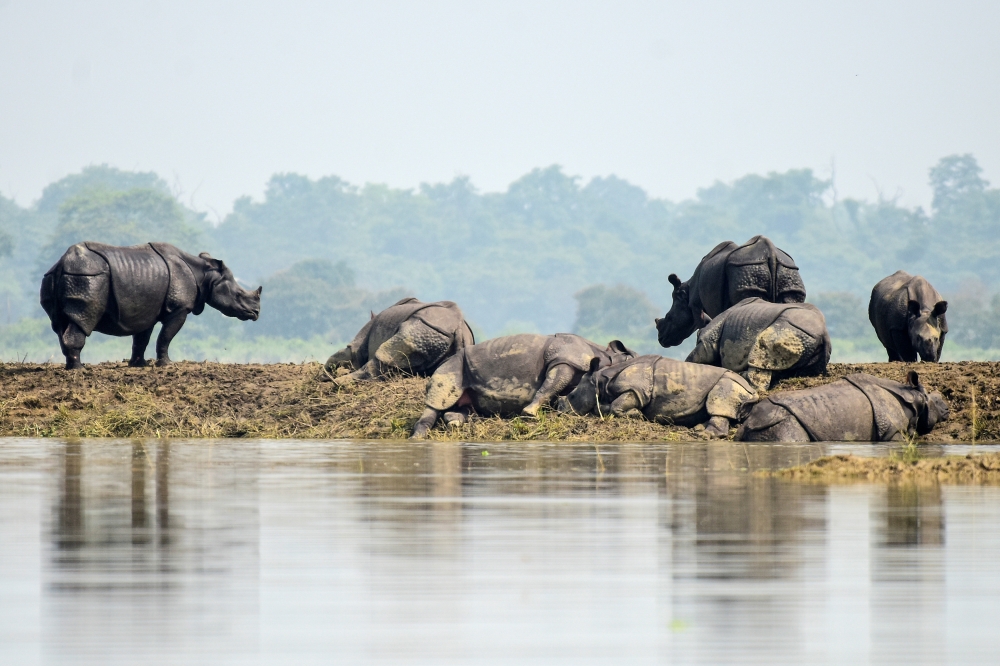 One-horned rhinos rest on a highland in the flood affected area of Kaziranga National Park in Nagaon district, in the northeastern state of Assam, India, on Thursday. — Reuters