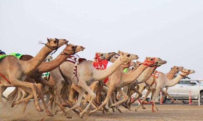 The festival will feature sports, cultural and entertainment activities alongside educational workshops for camel owners and visitors interested in camel sports. — SPA 