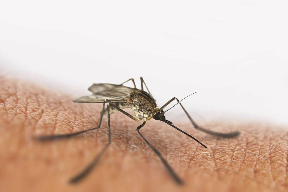 In parts of Thailand, Vietnam and Cambodia up to 80 percent of the most common malaria parasites are now resistant to the two most common antimalarial drugs. –Courtesy photo