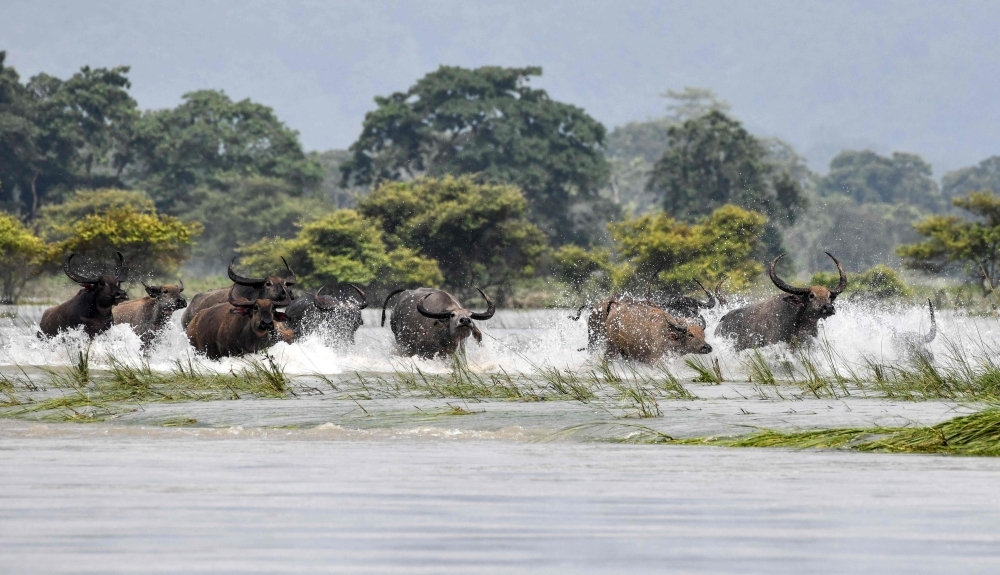 A herd of wild buffaloes wades through floodwaters at the flood affected area of Kaziranga National Park in the India's northeast state of Assam in this July 17, 2019 file photo. — AFP