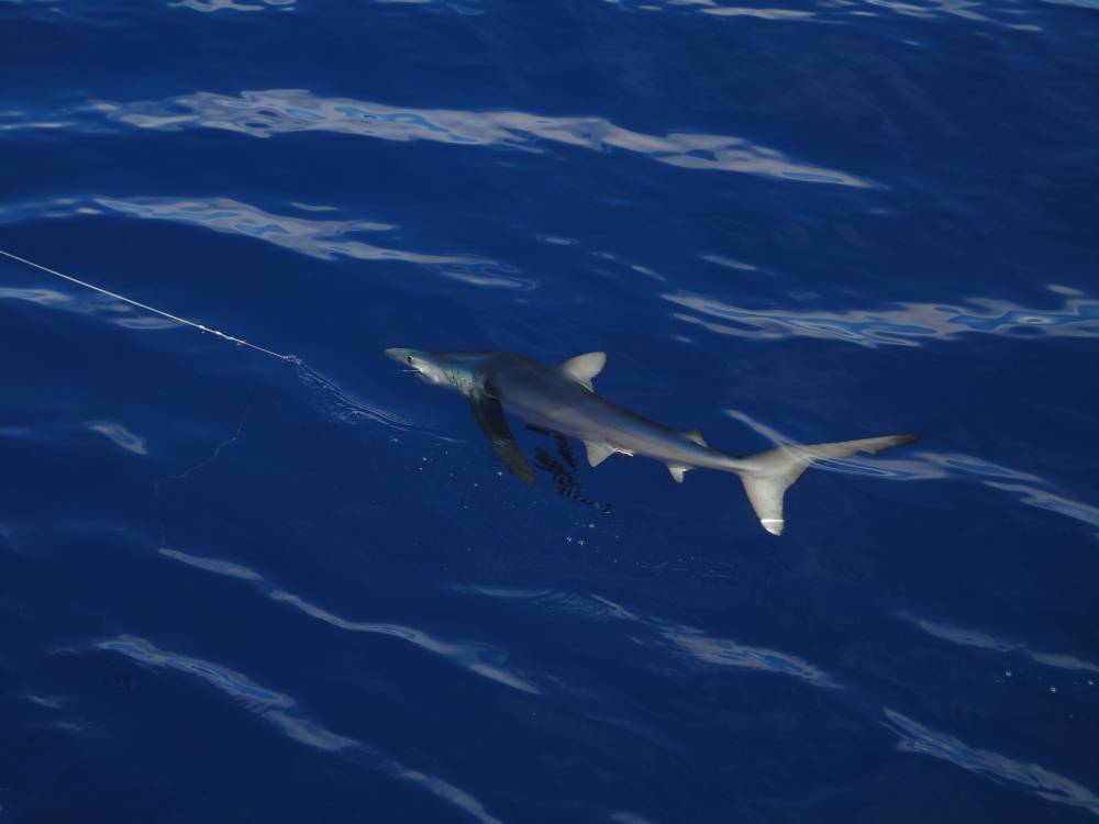 Blue shark caught by longliner