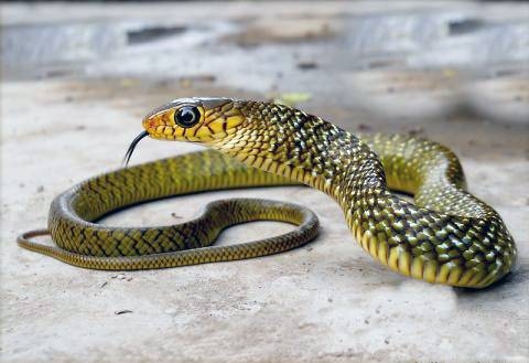 File photo of a Rat Snake found in India. This was the type of snake that bit the Indian man in Uttar Pradesh, and he bit back to kill it.