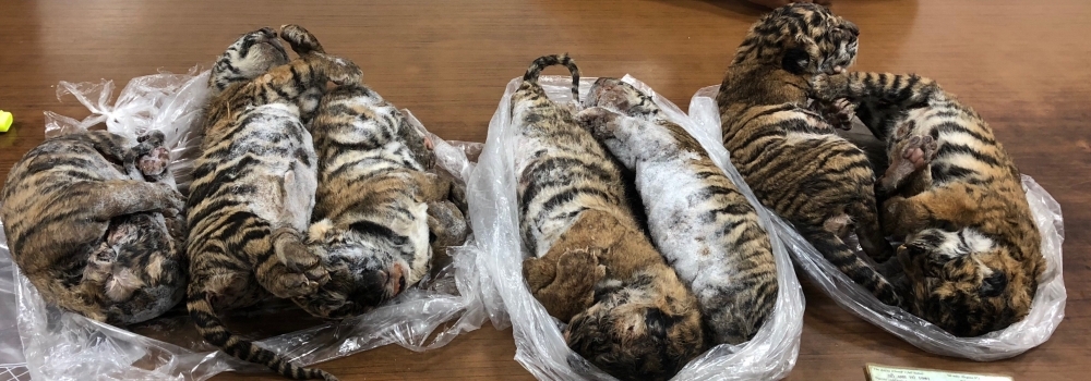 Seven tiger carcasses seized by police are pictured in Hanoi in this July 23, 2019 file photo. — AFP