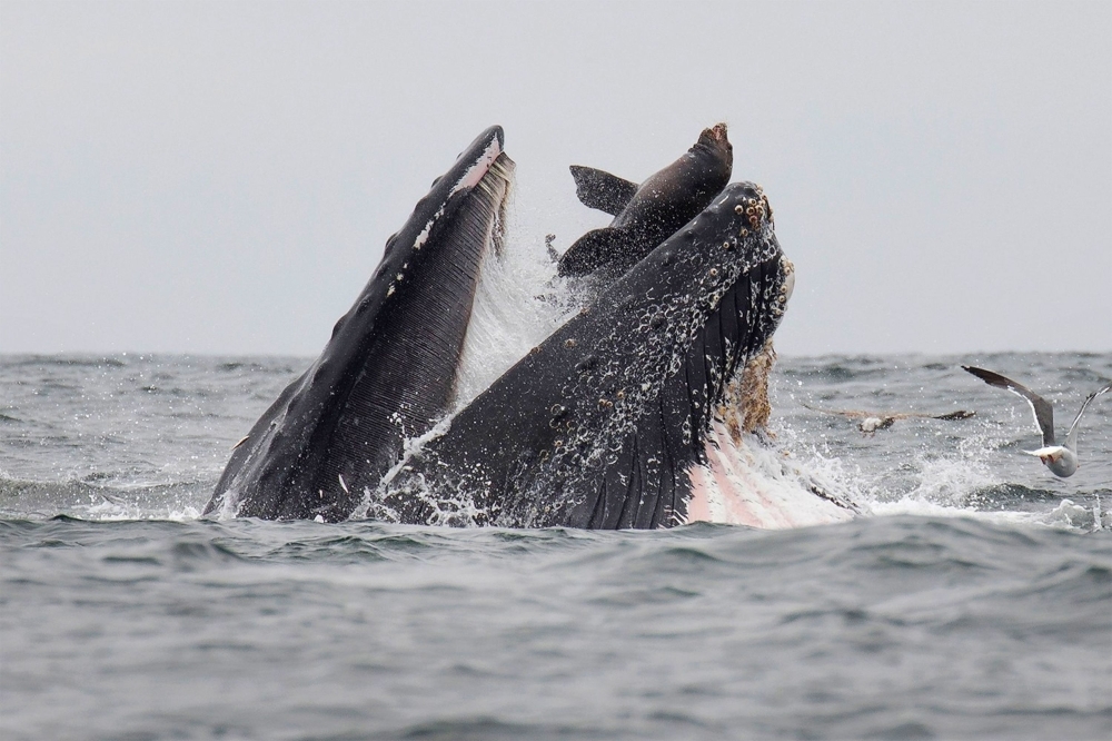 A sea lion accidentally is caught in the mouth of a humpback whale in Monterey Bay, California, on Tuesday. In a stunning photo, a wildlife photographer has captured a sea lion falling into the mouth of a humpback whale in what he calls a 