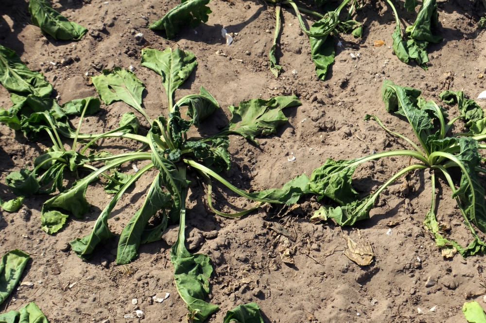 A sugar beet field under the sun, as the heat wave hits France, in Cayeux-sur-Mer, France, in this June 29, 2019 file photo. — Reuters