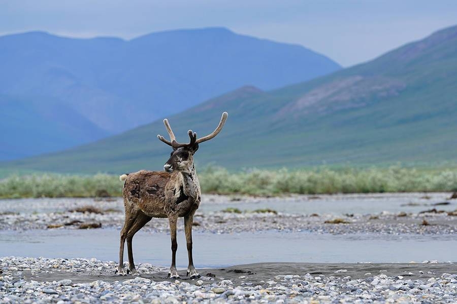 July was Alaska's hottest month on record. -Courtesy photo