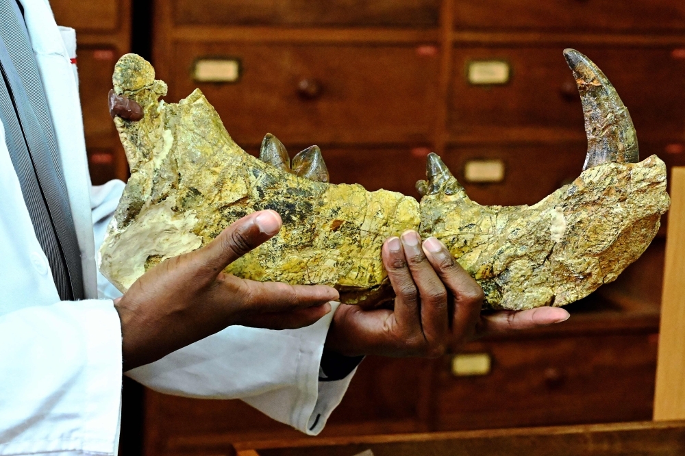 Job Kibii, head of the National Museums of Kenya's paleontology department, holds a piece of the 23-million-year-old bones of the newly-discovered giant 'simbakubwa kutokaafrika' (big lion from Africa), whose unveiling made headlines around the world, at the Nairobi National Museum, in Nairobi on May 23, 2019. -AFP