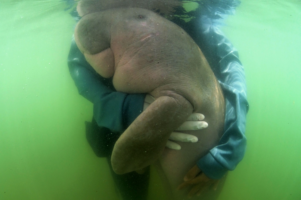 This file picture taken on May 24, 2019 shows Mariam the dugong as she is cared for by park officials and veterinarians from the Phuket Marine Biological Center on Libong island, Trang province in southern Thailand. -AFP
