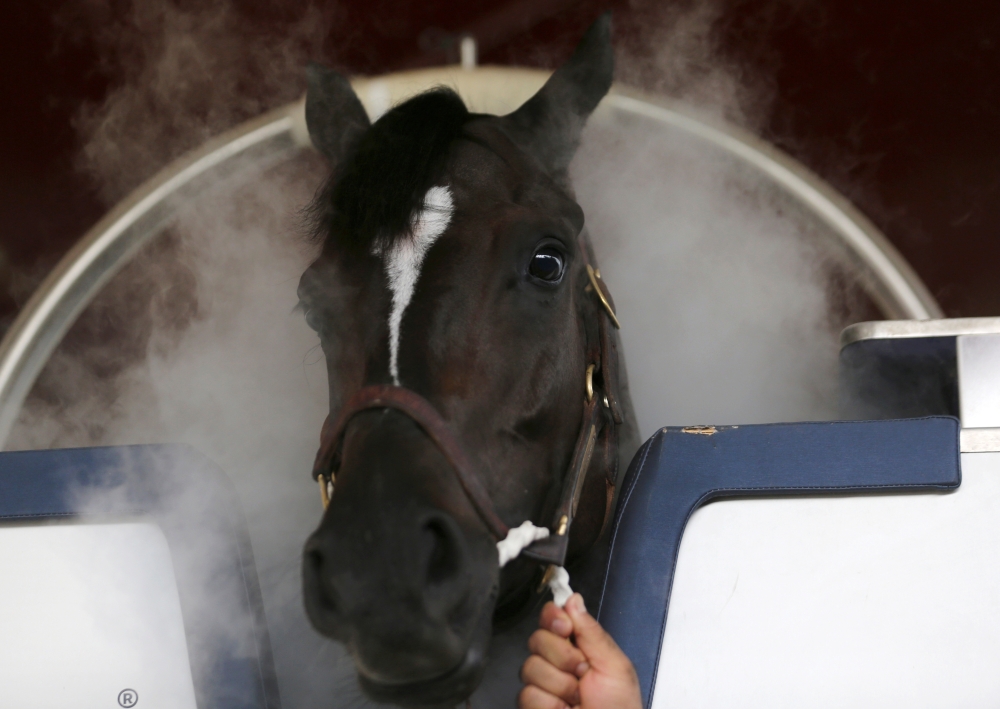 A horse undergoes a cryotherapy session, which surrounds its body in cold nitrogen mist, at the Zabeel Racing Stables in Dubai. REUTERS