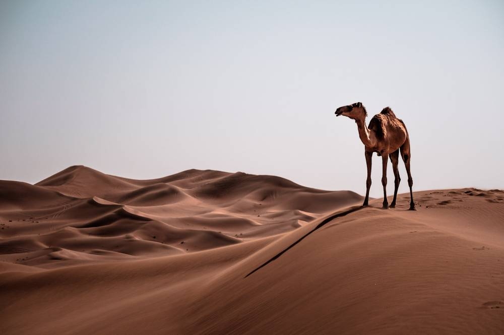 Works of Emirati photographer Obaid AlBudoor will be on display at international photography exhibition in Sharjah, the United Arab Emirates. 