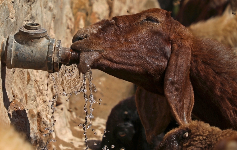 A sheep drinks tap water near the Jordan Valley in the occupied West Bank on Thursday. — AFP