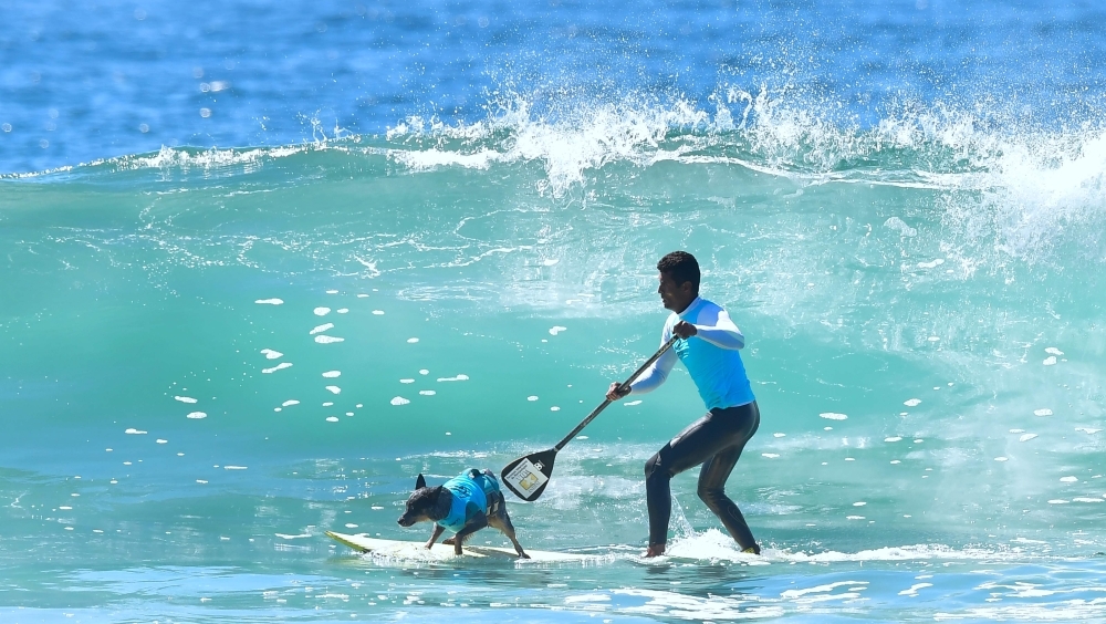 In this file photo taken on Sept. 29, 2018 a big wave approaches a surf dog and paddle boater on their board during the 10th annual Surf City Surf Dog contest in Huntington Beach, California. Airbnb Thursday began offering 