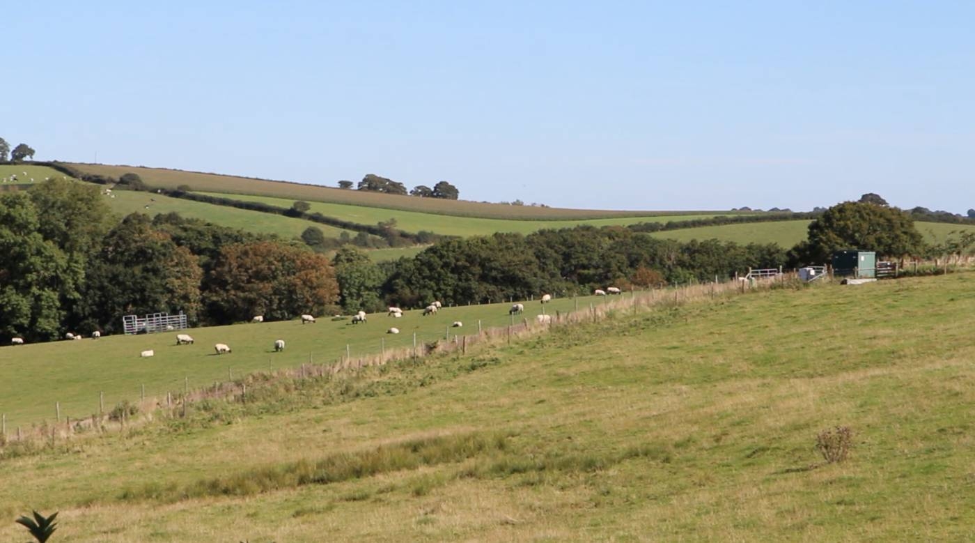 Sheep graze at Rothamsted Research’s “Farm Lab” in North Wyke, Devon, England, on Sept. 13, 2019, in this screengrab taken from video. — Thomson Reuters Foundation