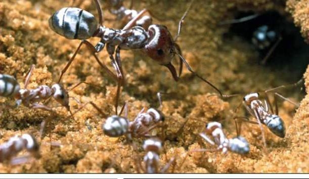 SIle photo shows the Saharan silver ant, which is the fastest of the world's 12,000 known ant species, clocking a blistering 855 millimeters — nearly a meter — per second, researchers said Thursday.