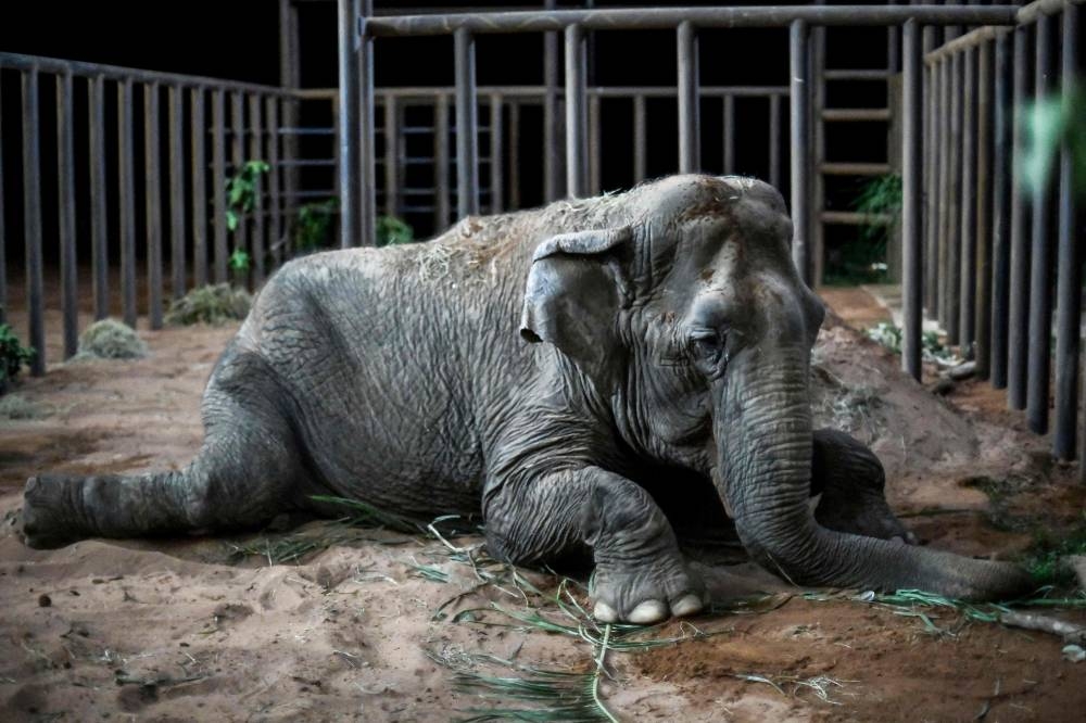 The elephant Ramba rests after arriving to the Brazilian Elephant Sanctuary located at the municipality of Chapada dos Guimaraes, Mato Grosso state, Brazil. The Asian elephant that spent decades performing in South American circuses has started a new life in an open-air sanctuary in Brazil, after travelling thousands of kilometers by plane and truck from a Chilean zoo. The elephant, estimated to be more than 52 years old. —  AFP
