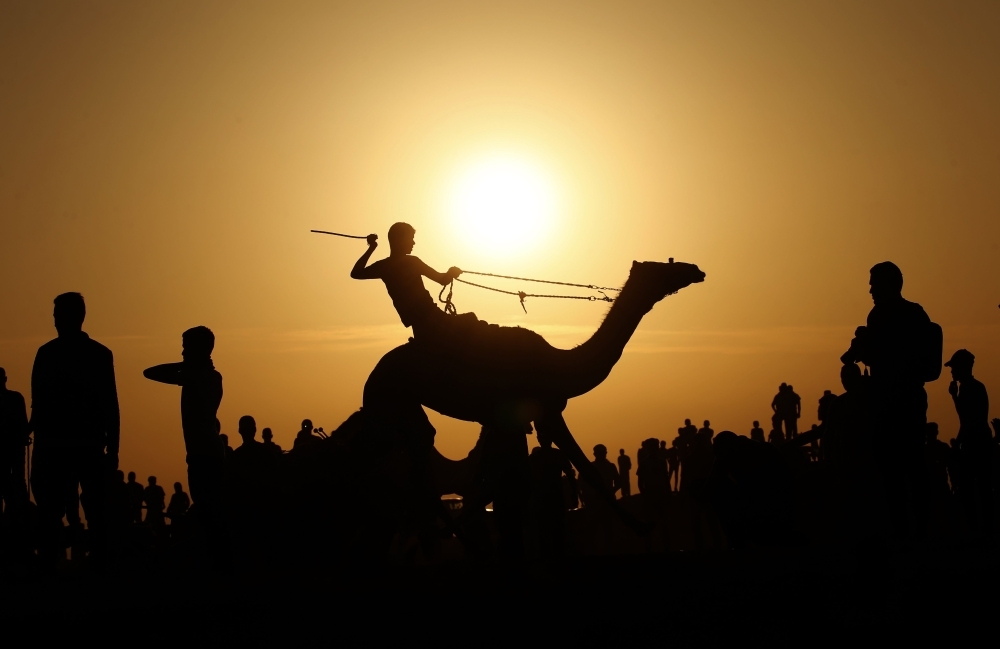 Palestinian Camel race