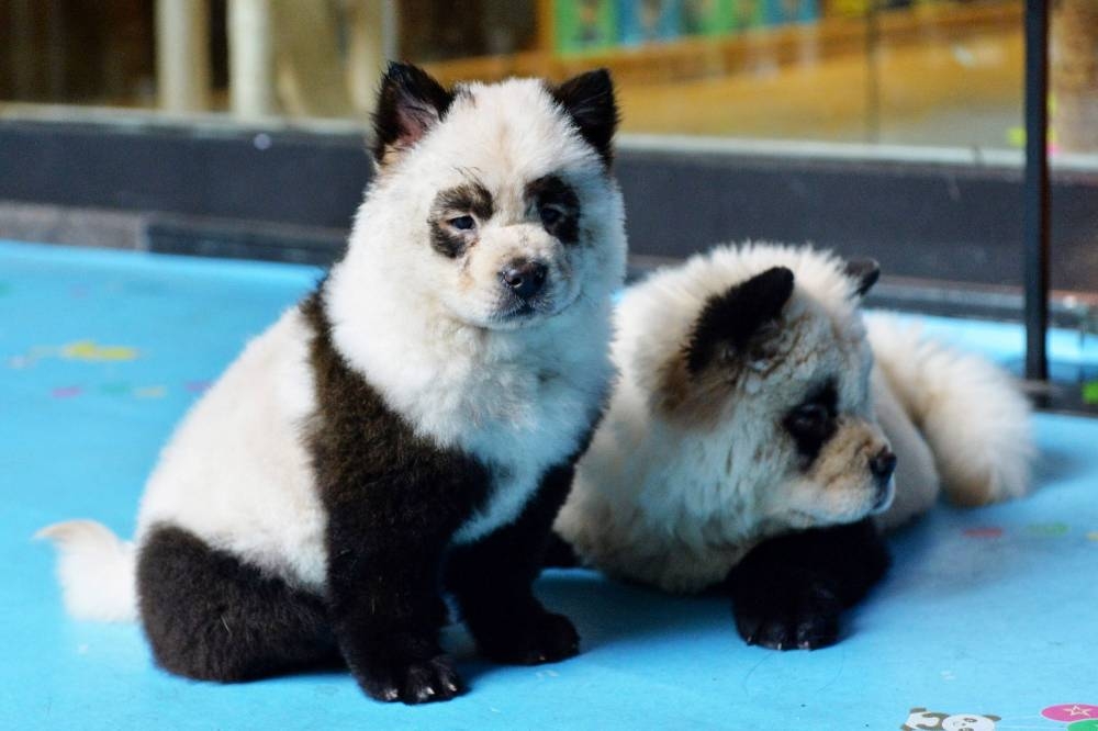 Dogs dyed black and white to mimic panda cubs are pictured at Cute Pet Games cafe in Chengdu in China's southwestern Sichuan province. — AFP