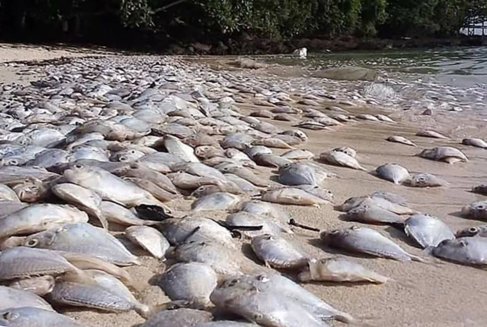 This handout from the Phuket Fisheries Office shows dead ponyfish on a beach on Koh Naka Yai, east of Phuket. — AFP