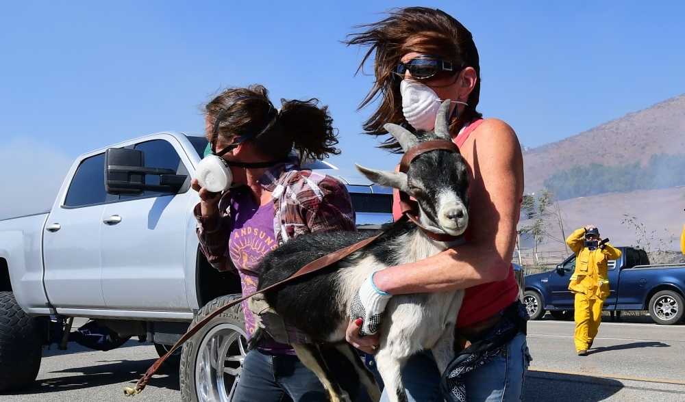 Laura Horvitz, right, and Robyn Phipps help rescue goats from a ranch near the Reagan Presidential Library in Simi Valley during the Easy Fire in Simi Valley, California, on Wednesday. — AFP