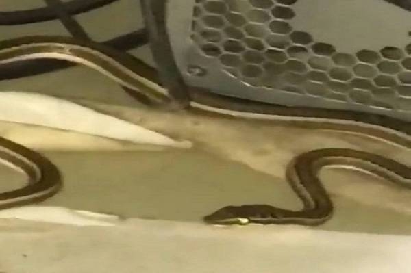 Snake causes panic among girlsin Madinah's Taibah University