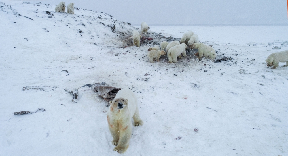 Polar bears are seen outside the village of Ryrkaypiy in the Chukotka region, Russia, in this Dec. 3, 2019 file photo. — AFP