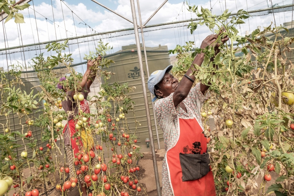 Justina Korases stands in a vegetable garden on a plot part of reclaimed land on November 26, 2019 on the outskirts of Ovitoto settlement in the Okahandja district area, Namibia. -AFP