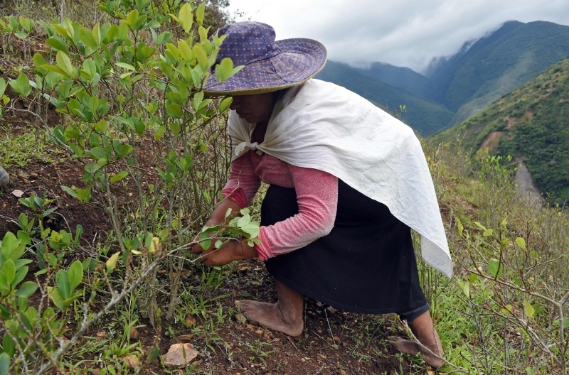 Bolivian coca grower Luisa Quispe works in the harvest in Cruz Loma, northern La Paz department, Bolivia, on Dec. 4, 2019. -AFP