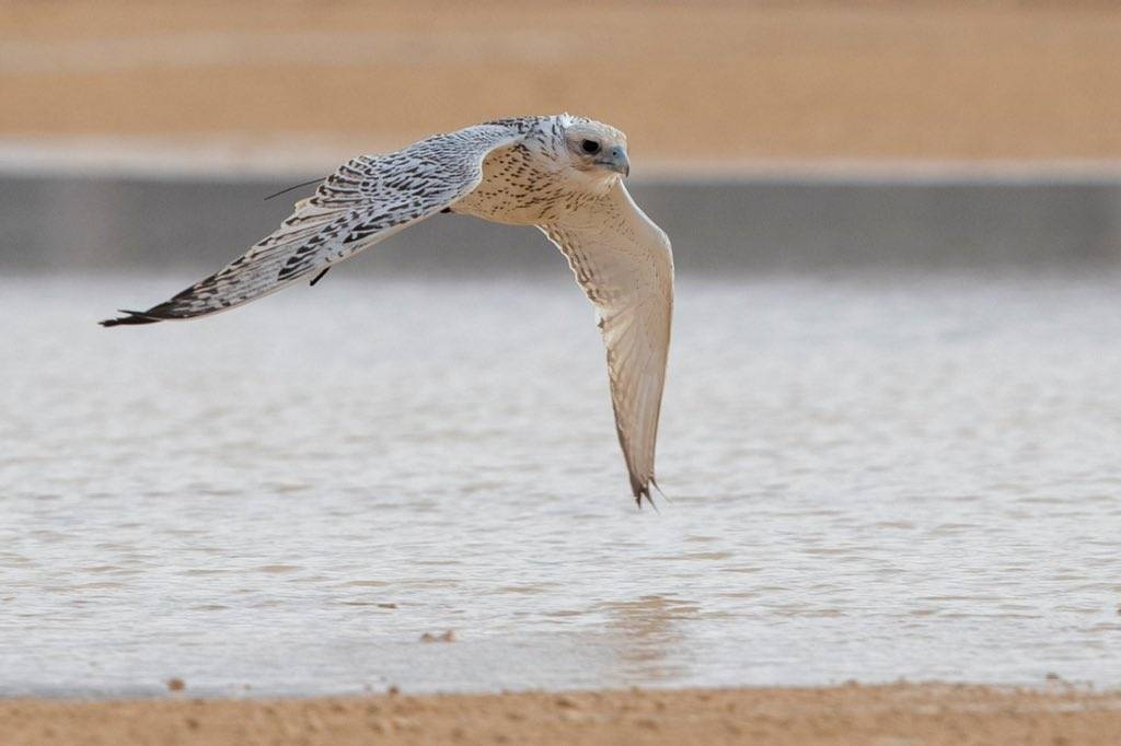 The King Abdulaziz Falconry Festival aims to preserve wildlife, encourage the hobby of falcon hunting and support the Kingdom’s goal to be a cultural touristic destination.