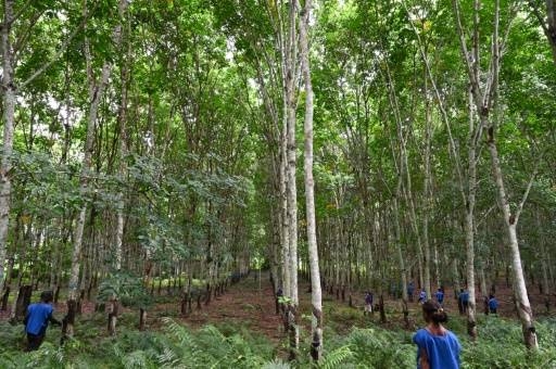 Changing times put Ivory Coast's rubber industry under pressure