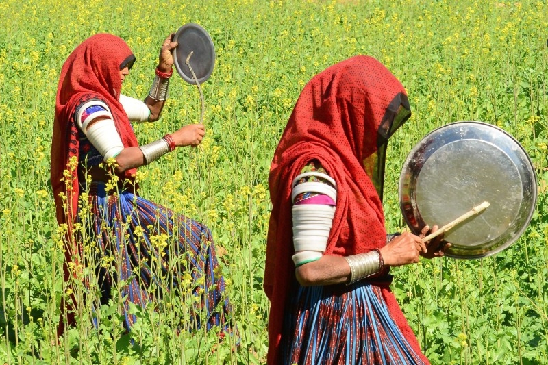 Villagers bang pots in an effort to clear locusts from crop fields near Miyal village in Banaskantha district some 250km from Ahmedabad on Friday. A massive locust invasion has destroyed thousands of hectares of crops in northwest India, authorities said, with some experts terming it the worst such attack in 25 years. — AFP