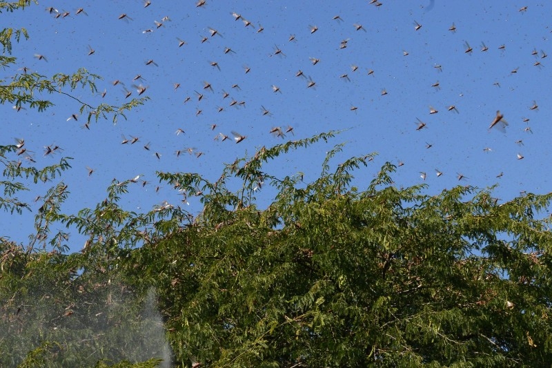 Villagers bang pots in an effort to clear locusts from crop fields near Miyal village in Banaskantha district some 250km from Ahmedabad on Friday. A massive locust invasion has destroyed thousands of hectares of crops in northwest India, authorities said, with some experts terming it the worst such attack in 25 years. — AFP